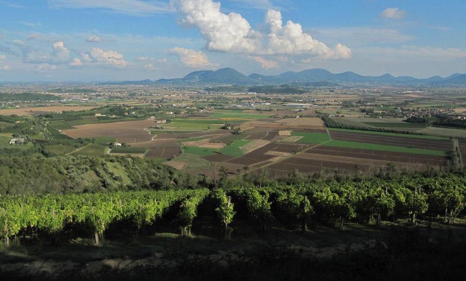 Read more about Colli Berici DOC